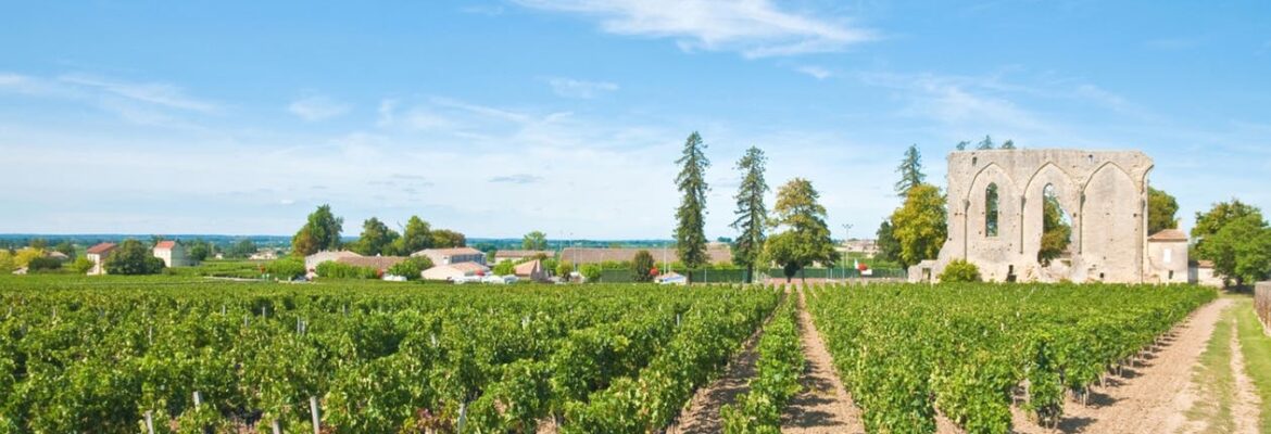 Wine discovery full-day tour