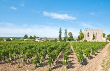 Wine discovery full-day tour