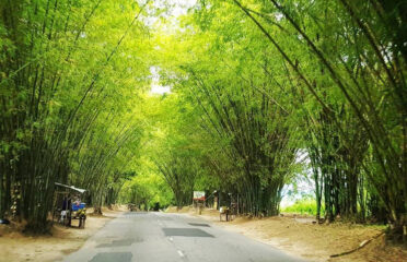 Strada dei Bamboo