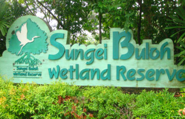 Riserva Sungei Buloh Wetland